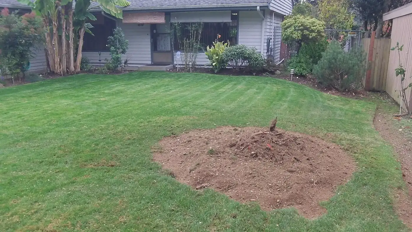 Lawn after a stump was ground out and the hole filled