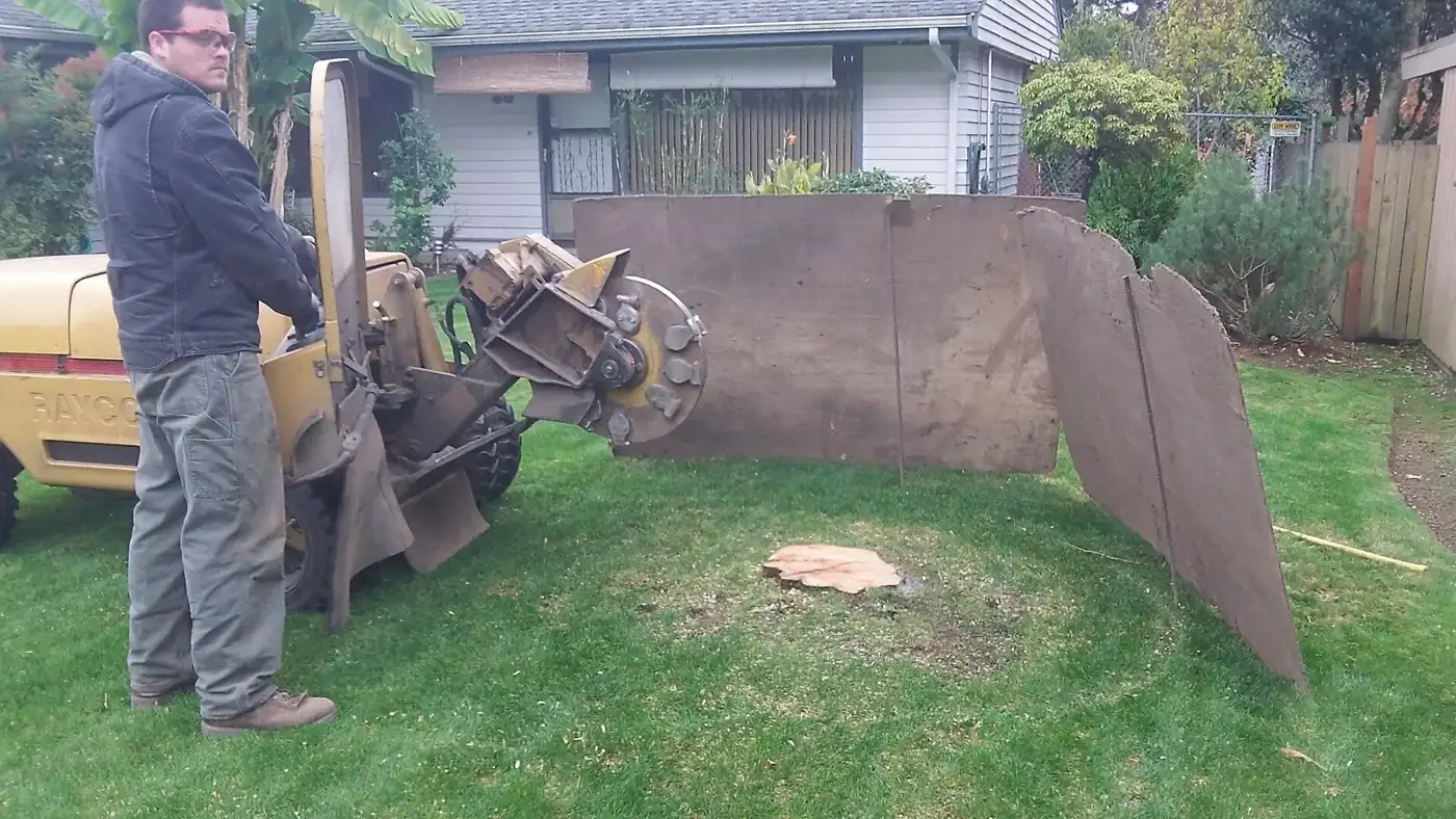 Tree stump in a yard before grinding, with safety fencing